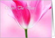 Lovely pink tulip,...