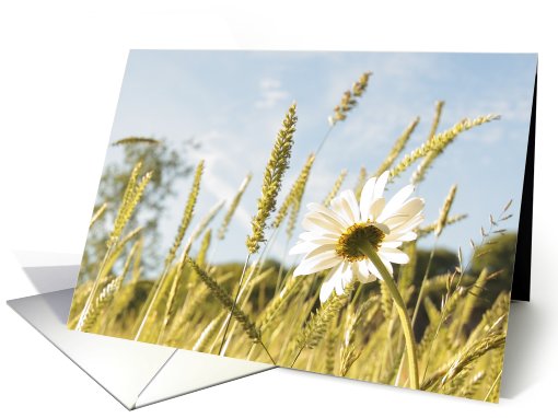 Summer meadow with daisies, blank card (754531)