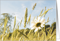 Summer meadow with daisies, blank card