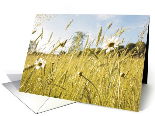 Summer meadow with daisies, blank card (754532)