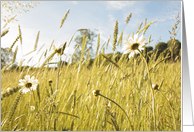 Summer meadow with daisies, blank card