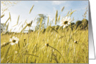 Summer meadow with daisies, blank card