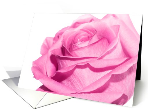 Pink rose, blank card (758140)