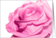 Pink rose, blank card