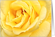 Yellow rose, blank card