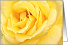 Yellow rose, blank card