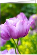 Violet tulip, blank card