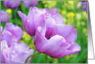 Violet tulip, blank card