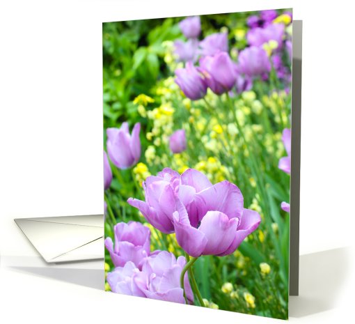 Violet tulip, blank card (758145)