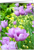 Violet tulip, blank...