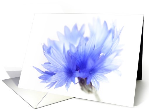 Cornflower close up, blank card (758149)
