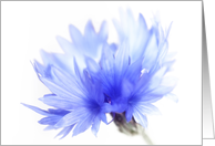 Cornflower close up,...