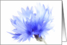 Cornflower close up, blank card