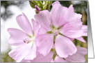 Wild pink flower close up, blank card