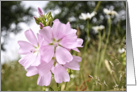 Wild pink flower close up, blank card