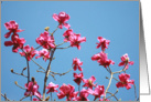 Pink magnolia close up, blank card