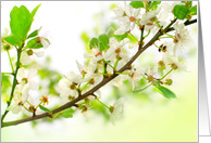 Blooming apple tree branch close up, blank card