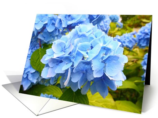 Blue hyndrangea, hortensia, blank card (758190)