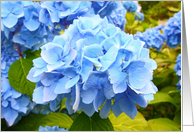 Blue hyndrangea, hortensia, blank card