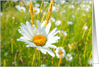 Summer daisies, blank card