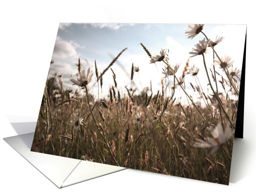 Summer daisies,  blank card (758200)