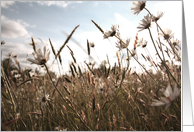 Summer daisies, blank card
