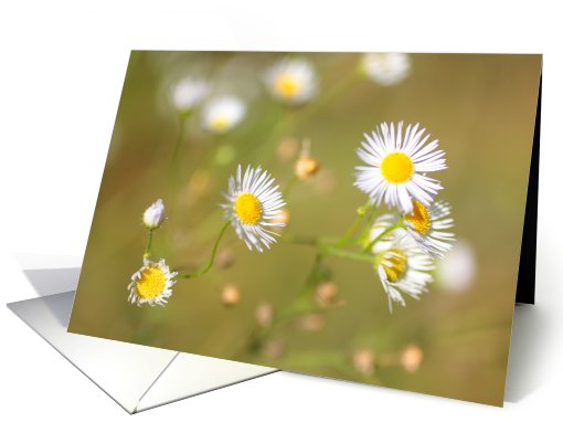 Summer daisies,  blank card (758201)