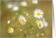 Summer daisies, blank card
