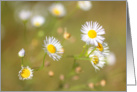 Summer daisies, blank card