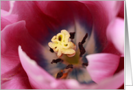 Pink tulip macro,...