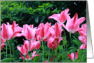 Pink tulips, blank card