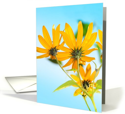 Yellow wildfower close up,  blank card (758217)