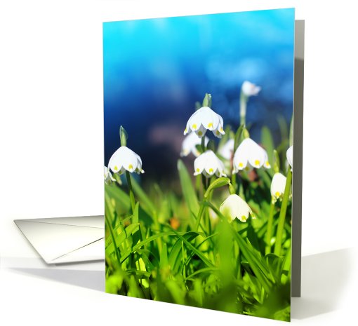 Snowdrop close up,  blank card (758219)