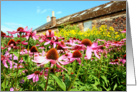 Purple echinacea, blank card