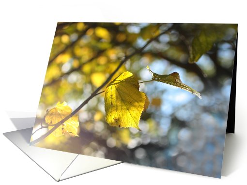 Beautiful Autumnal leaves, blank card (759600)