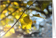 Beautiful Autumnal leaves, blank card