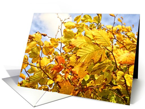 Beautiful Autumnal leaves, blank card (759603)