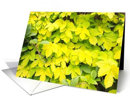 Beautiful Spring leaves, blank card (759608)