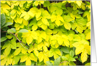 Beautiful Spring leaves, blank card