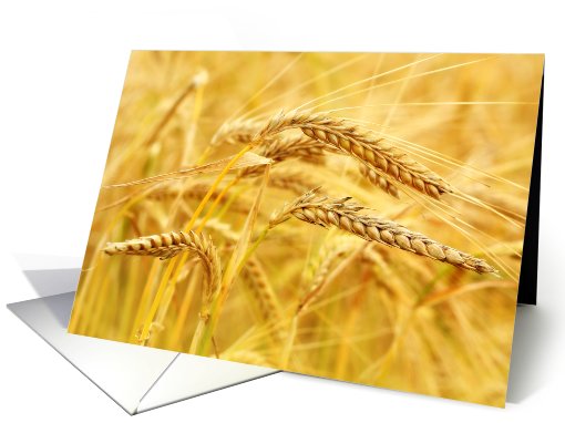 Wheat close up sepia, blank card (762060)