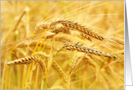 Wheat close up sepia, blank card