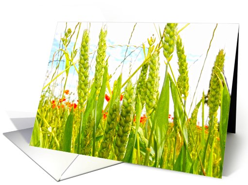 Wheat close up sepia, blank card (762061)
