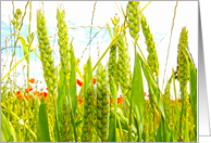 Wheat close up sepia...