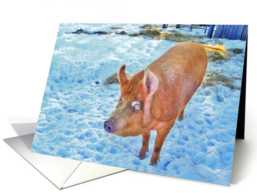 Red pig in Winter, blank card (762086)