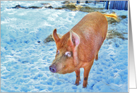Red pig in Winter, blank card