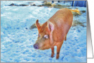 Red pig in Winter, blank card