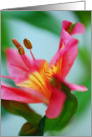 Pink Lily card