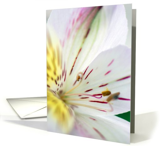 Happy Mother's Day card (412700)