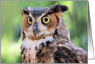 Great Horned Owl Blank Note Card