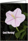 Cheerful Note Card with Morning Glory card
